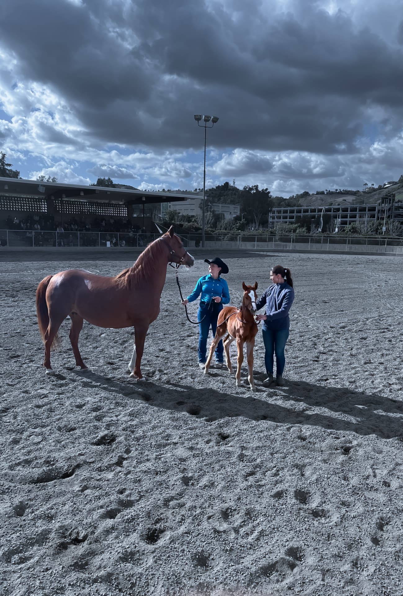 W.K. Kellogg Arabian Horse Center